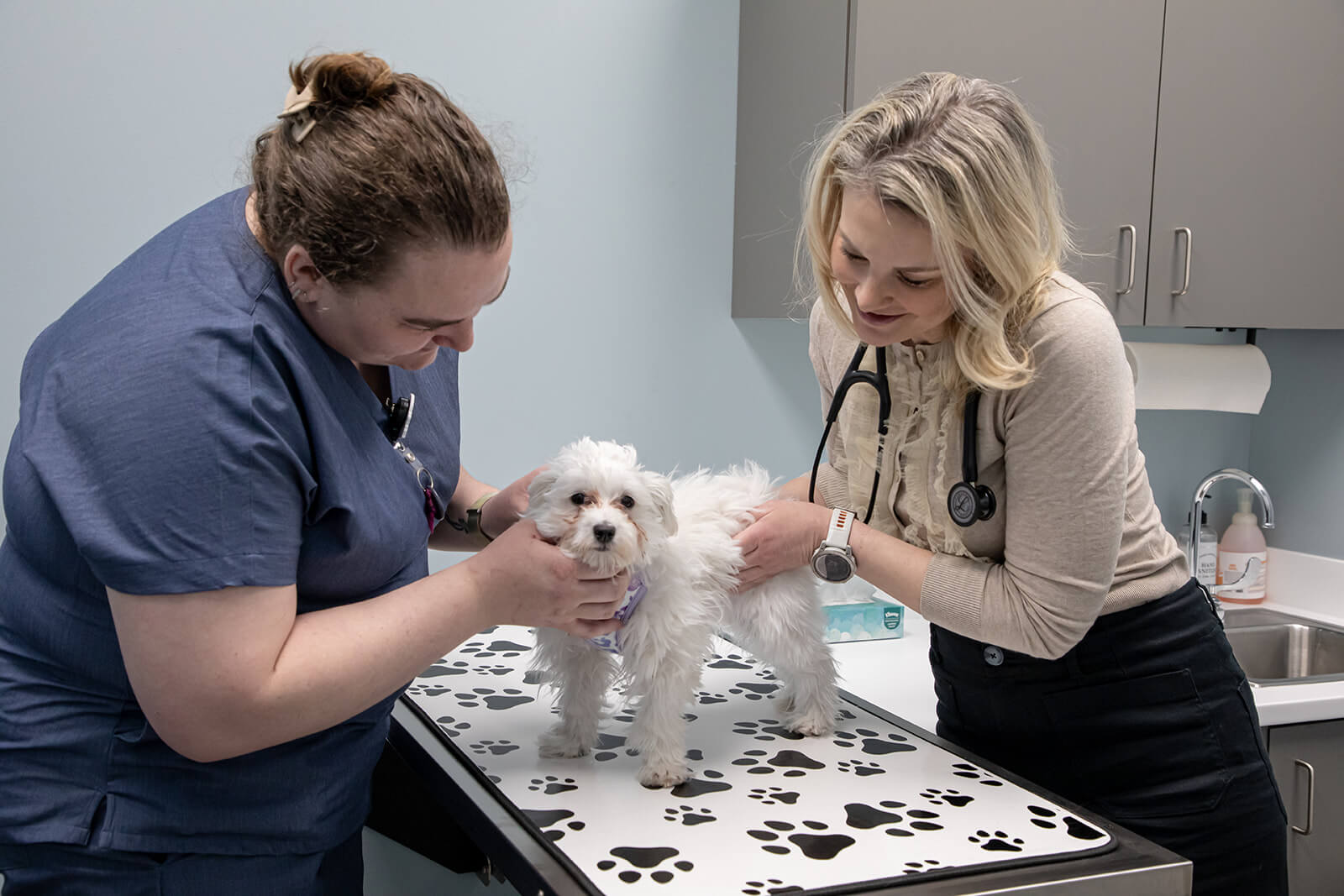 Two veterinarians assessing a small white dog