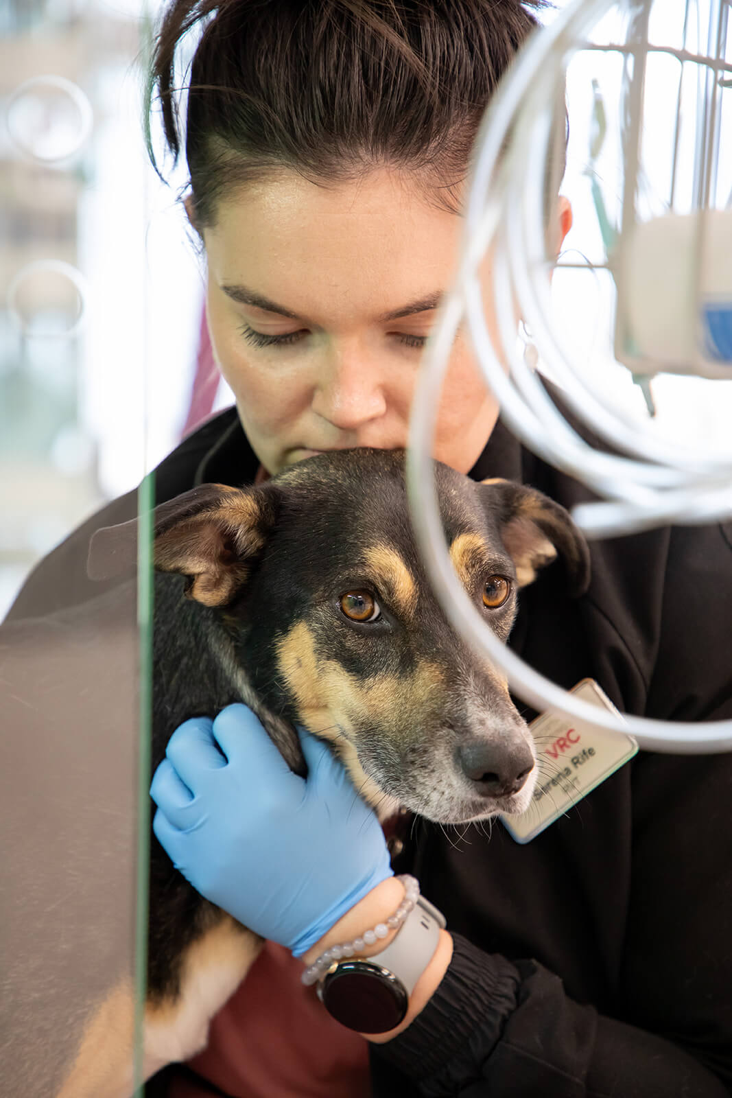 A veterinarian caring for a dog after surgery
