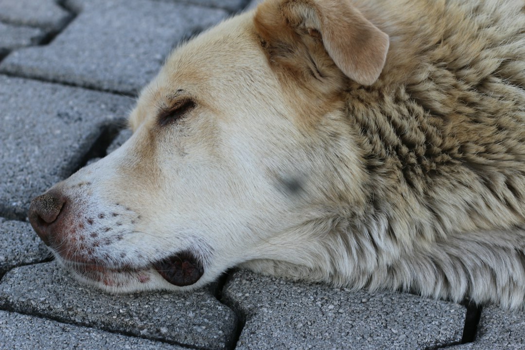 Dog Collapsed With Pale Gums? Internal Bleeding Signs | North Springs