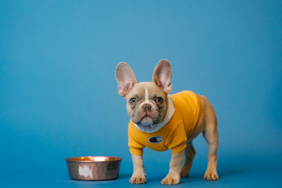 Bulldog or Frenchie Breathing Problems: Emergency Signs | North Springs