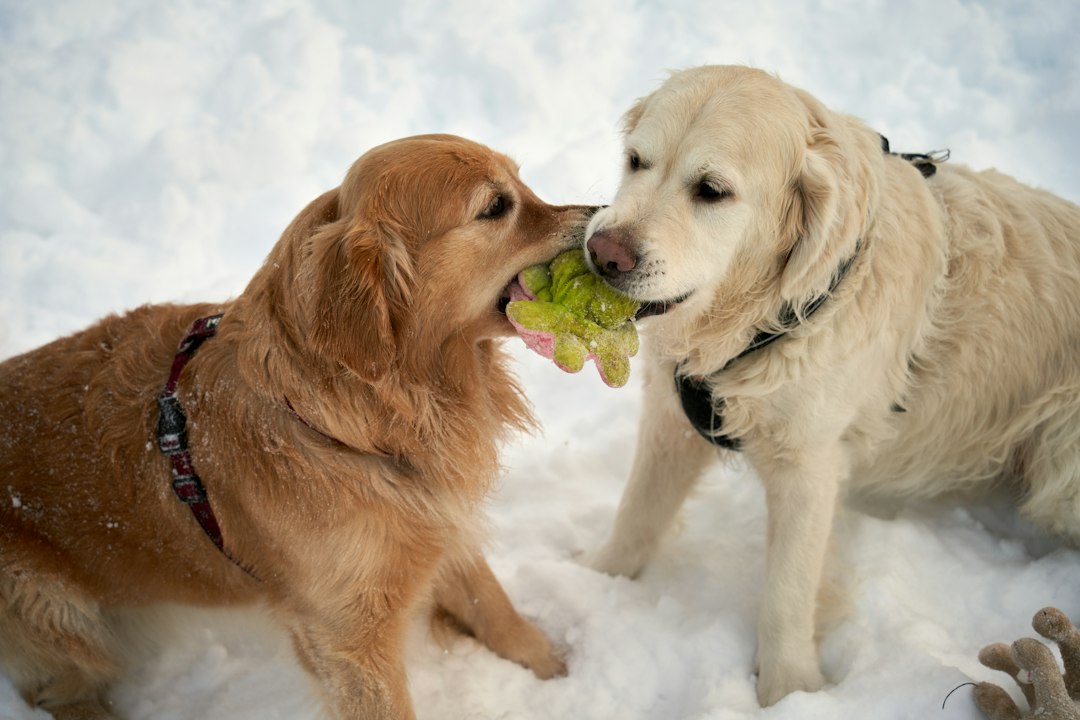 Dog Ate Grapes or Raisins? What to Do Right Now | North Springs