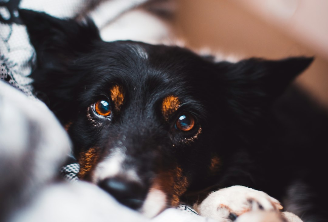 Pet Ate Ibuprofen, Tylenol, or ADHD Meds? What to Do | North Springs