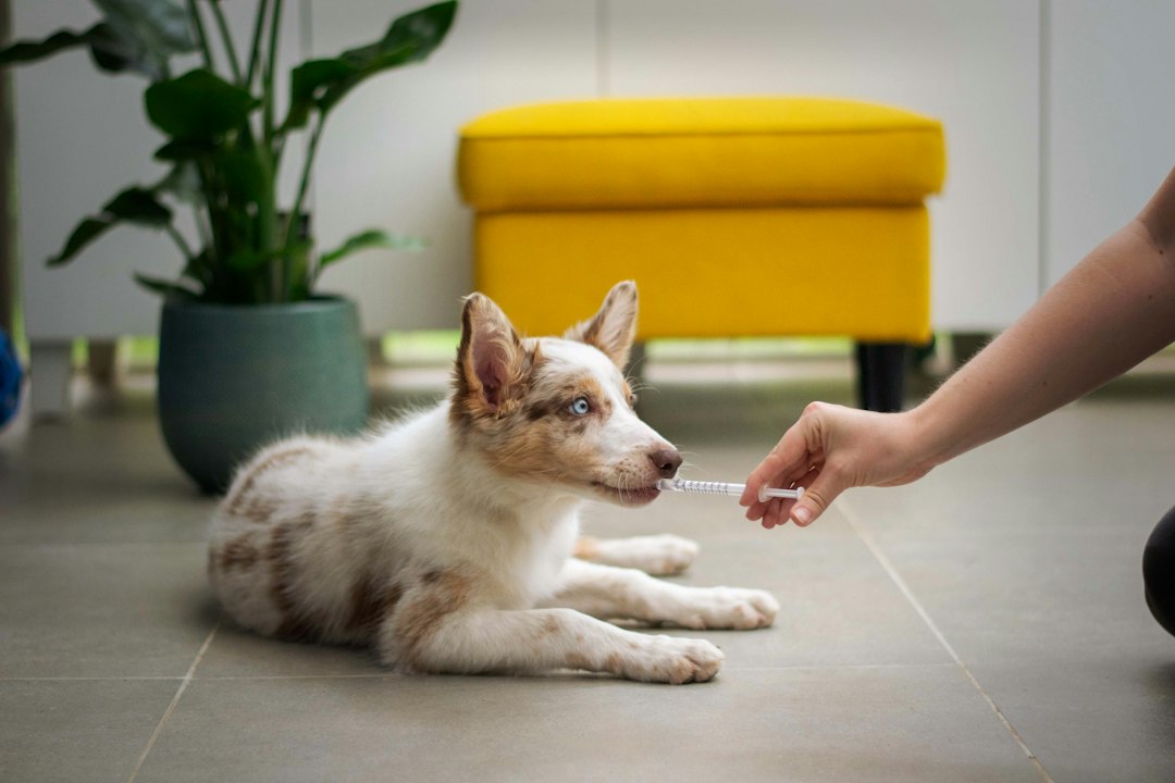 Why Did My Dog Faint? Syncope & Heart Rhythm Causes | North Springs