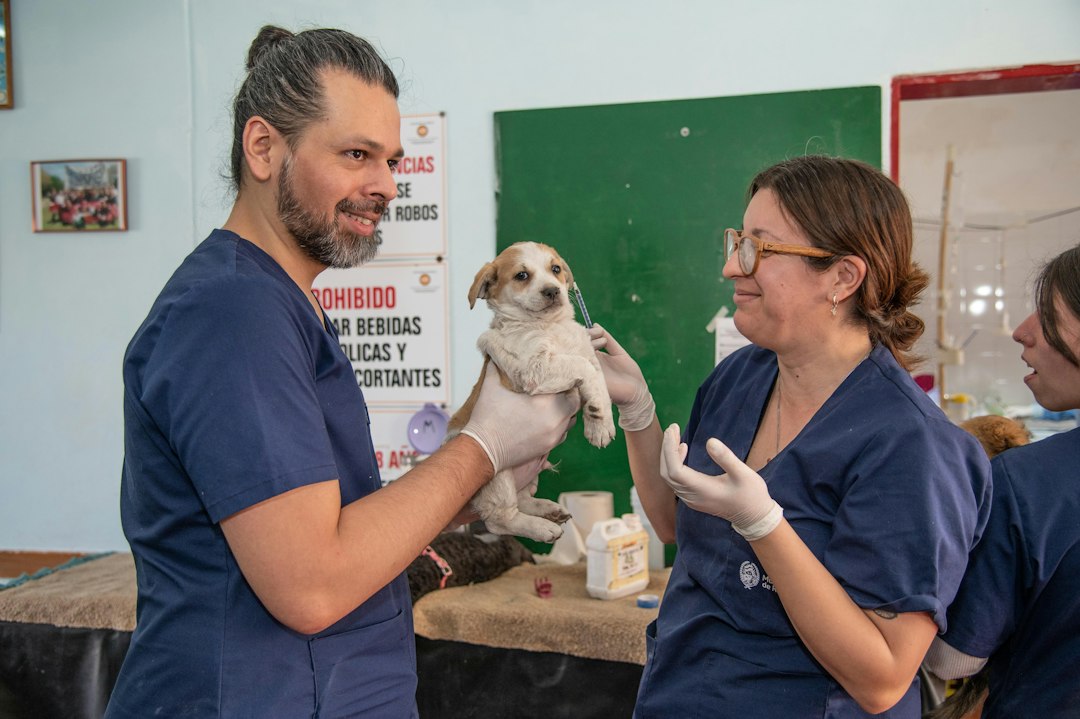 Pyometra in Dogs: Signs, Surgery & When to Go to the ER | North Springs