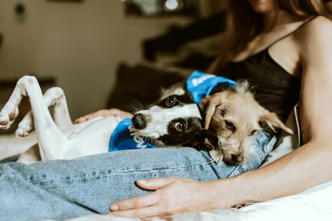 Dog Labor Problems & Dystocia: When to Go to the ER | North Springs