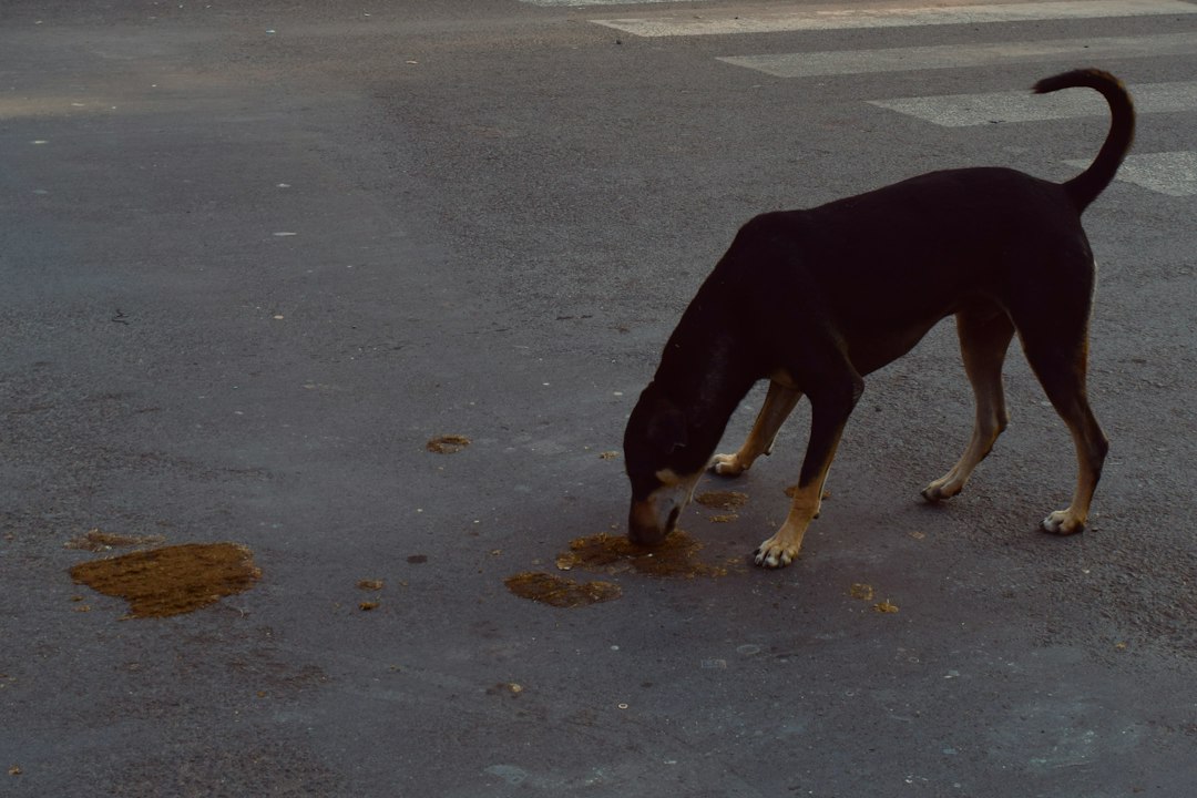 Dog Bloody Diarrhea or Vomiting Blood: Emergency Signs | North Springs