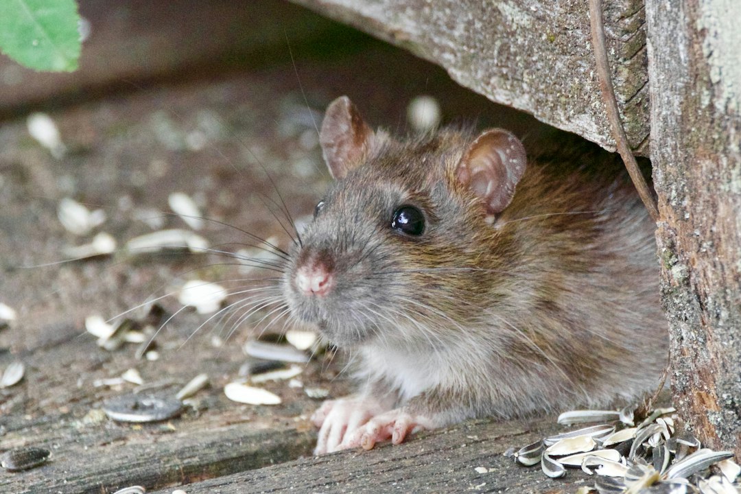 Dog Ate Rat Poison? Symptoms, Types & Emergency Care | North Springs