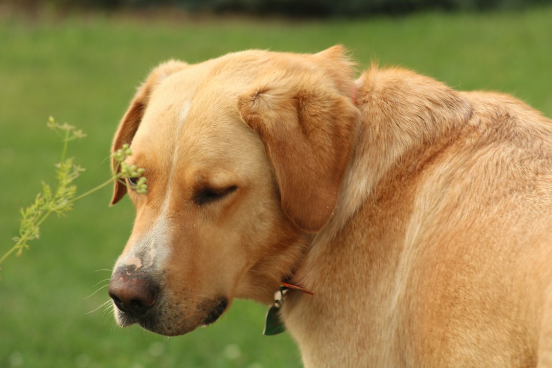 Dog Ate Weed or an Edible? THC Toxicity Signs & Care | North Springs