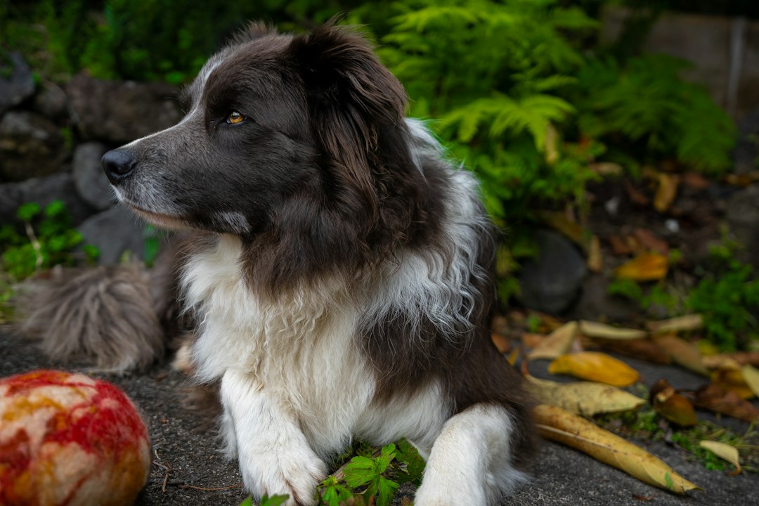 How Do Vets Treat Grape and Raisin Poisoning?