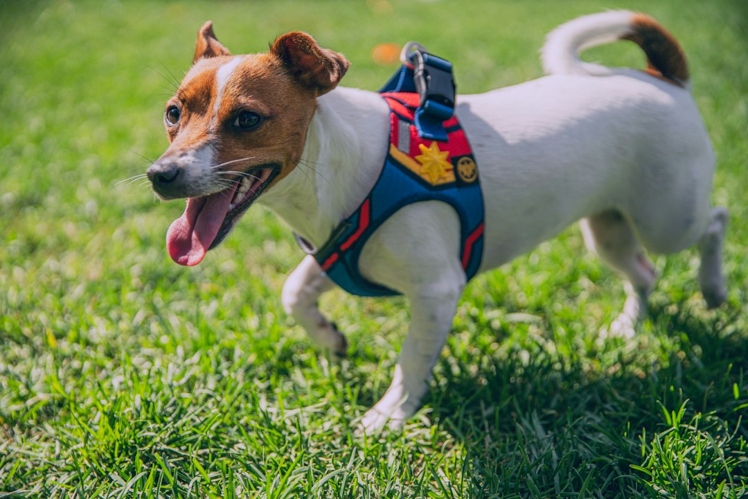 What Should I Do If My Dog Faints?