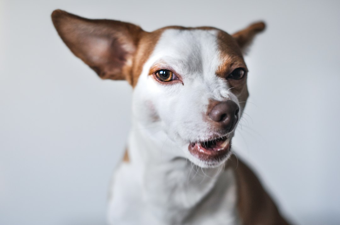 Can Cats Get Rat Poison Toxicity?