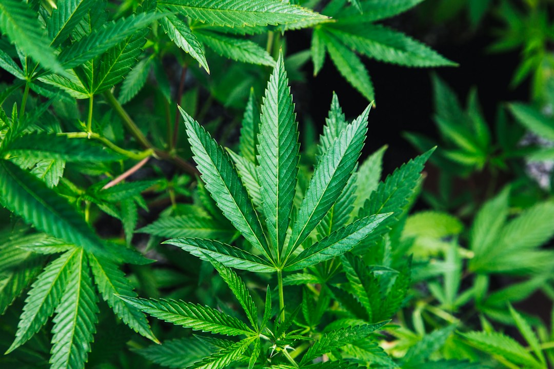 Is THC Toxicity Fatal in Dogs?